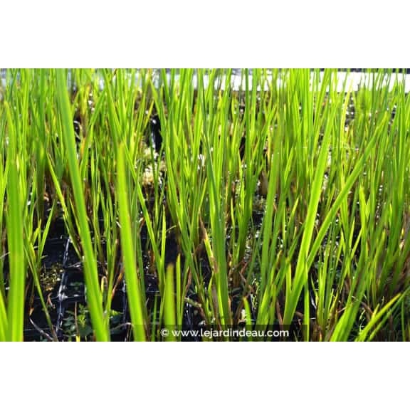 ACORUS calamus