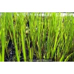ACORUS calamus ACORUS calamus