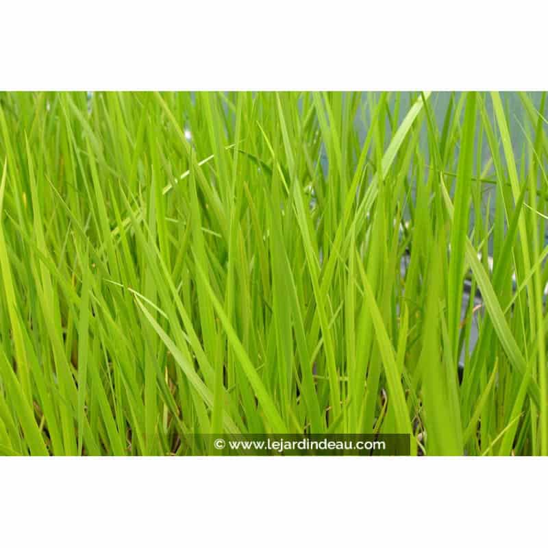 ACORUS calamus ACORUS calamus
