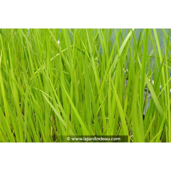 ACORUS calamus