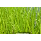 ACORUS calamus ACORUS calamus
