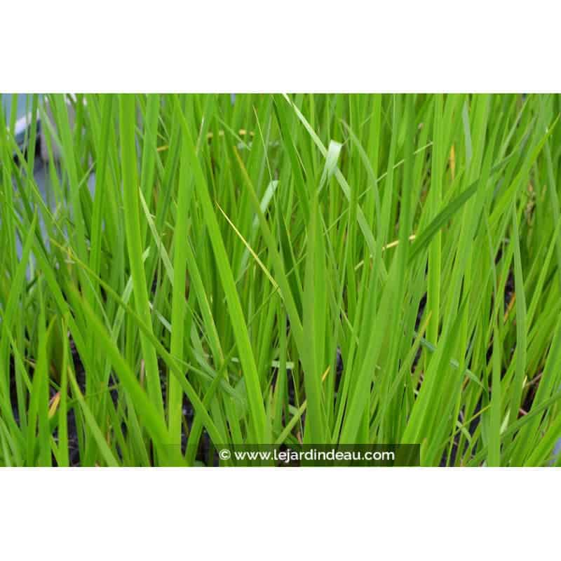 ACORUS calamus ACORUS calamus
