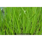 ACORUS calamus ACORUS calamus
