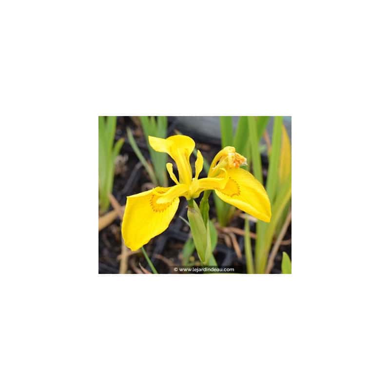 IRIS pseudacorus IRIS pseudacorus