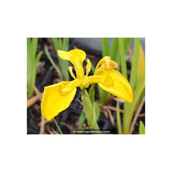 IRIS pseudacorus