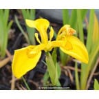 IRIS pseudacorus IRIS pseudacorus