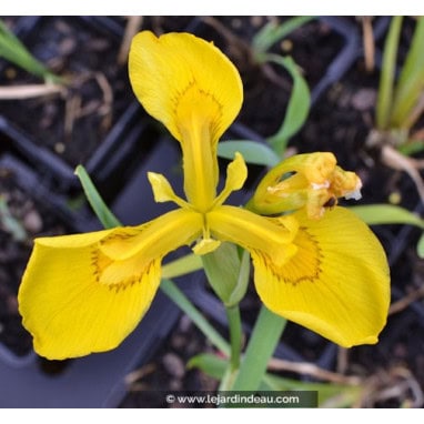 IRIS pseudacorus - Iris des marais / Yellow flag Iris