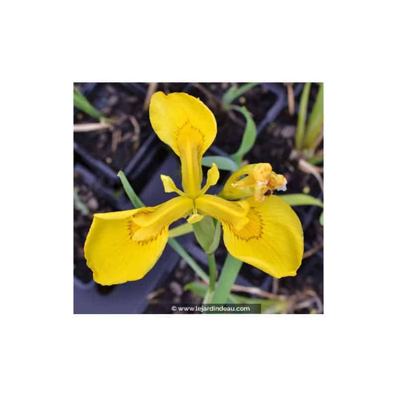 IRIS pseudacorus IRIS pseudacorus