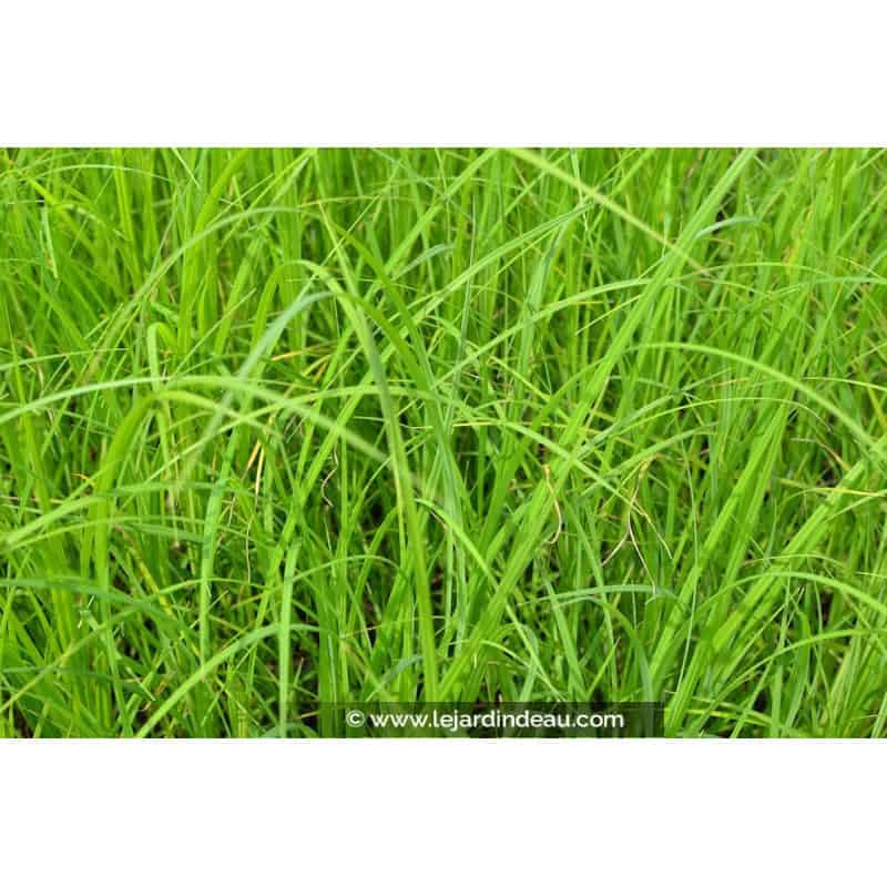 CAREX acuta CAREX acuta