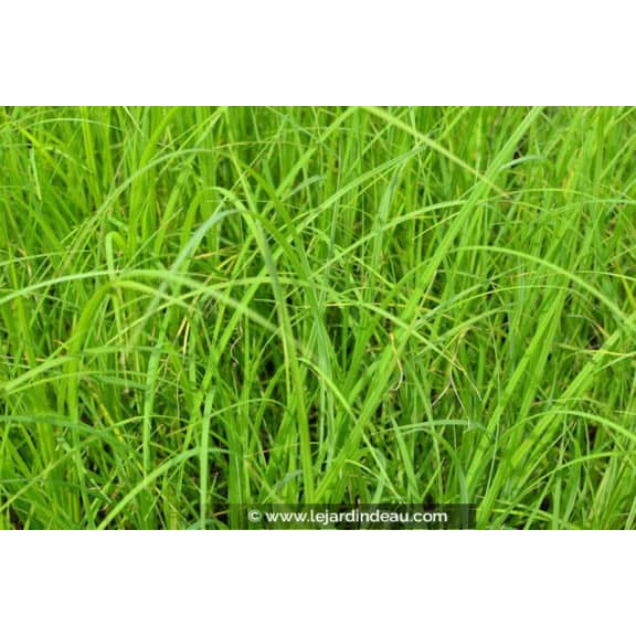 CAREX acuta