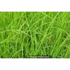 CAREX acuta CAREX acuta