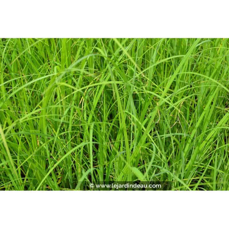 CAREX acuta CAREX acuta
