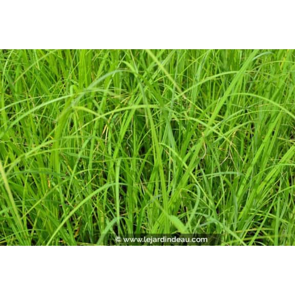 CAREX acuta