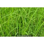 CAREX acuta CAREX acuta