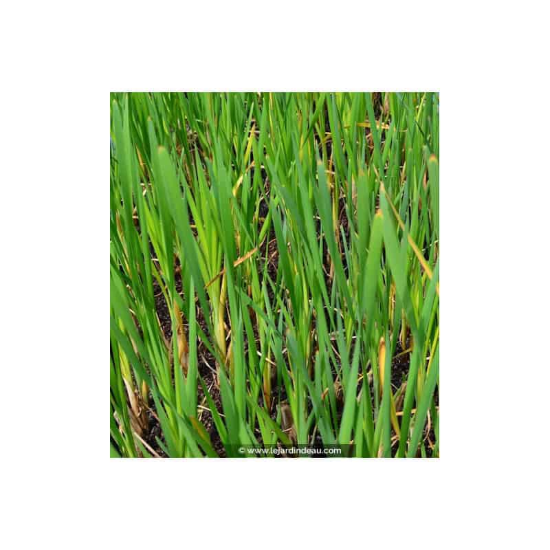 TYPHA angustifolia TYPHA angustifolia