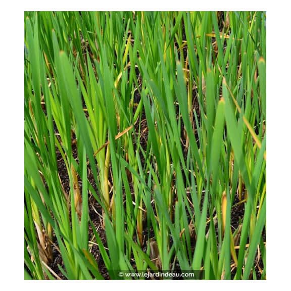 TYPHA angustifolia