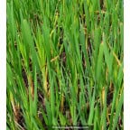 TYPHA angustifolia TYPHA angustifolia