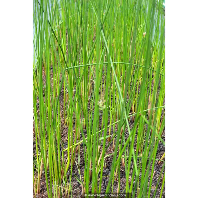SCHOENOPLECTUS lacustris SCHOENOPLECTUS lacustris