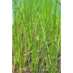 SCHOENOPLECTUS lacustris SCHOENOPLECTUS lacustris