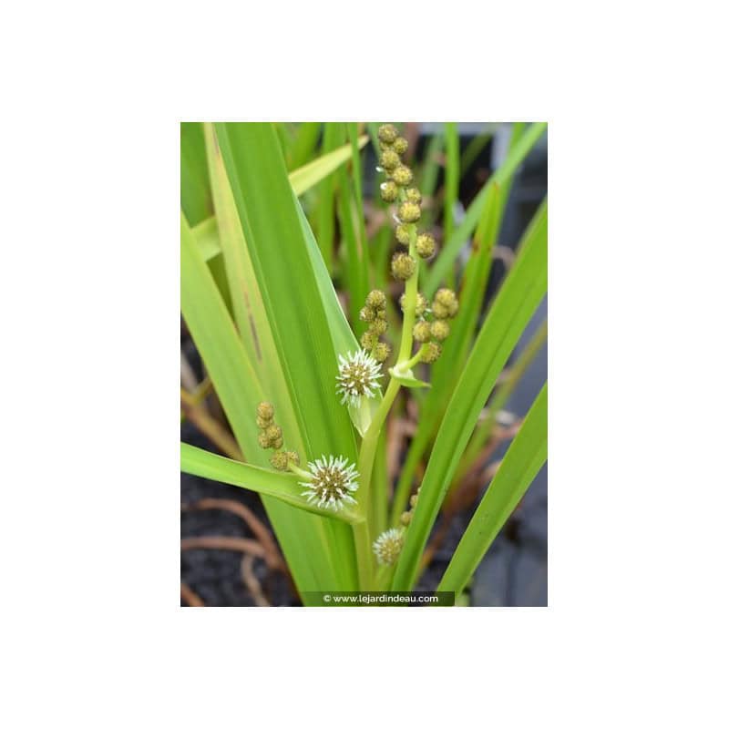 SPARGANIUM erectum SPARGANIUM erectum