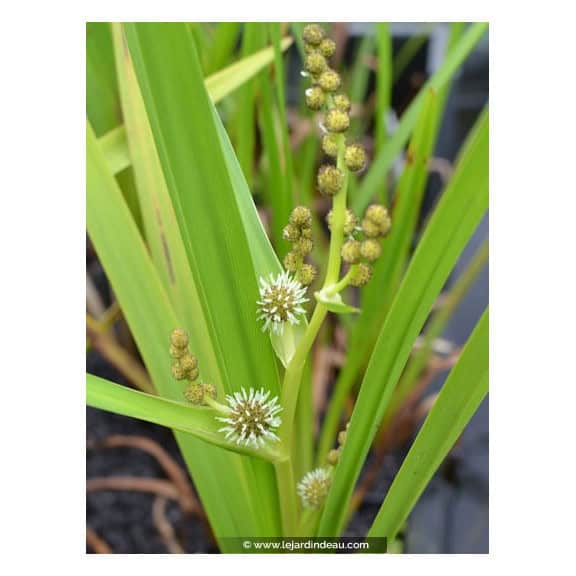 SPARGANIUM erectum