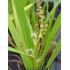 SPARGANIUM erectum SPARGANIUM erectum