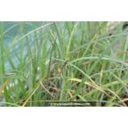 CAREX panicea CAREX panicea