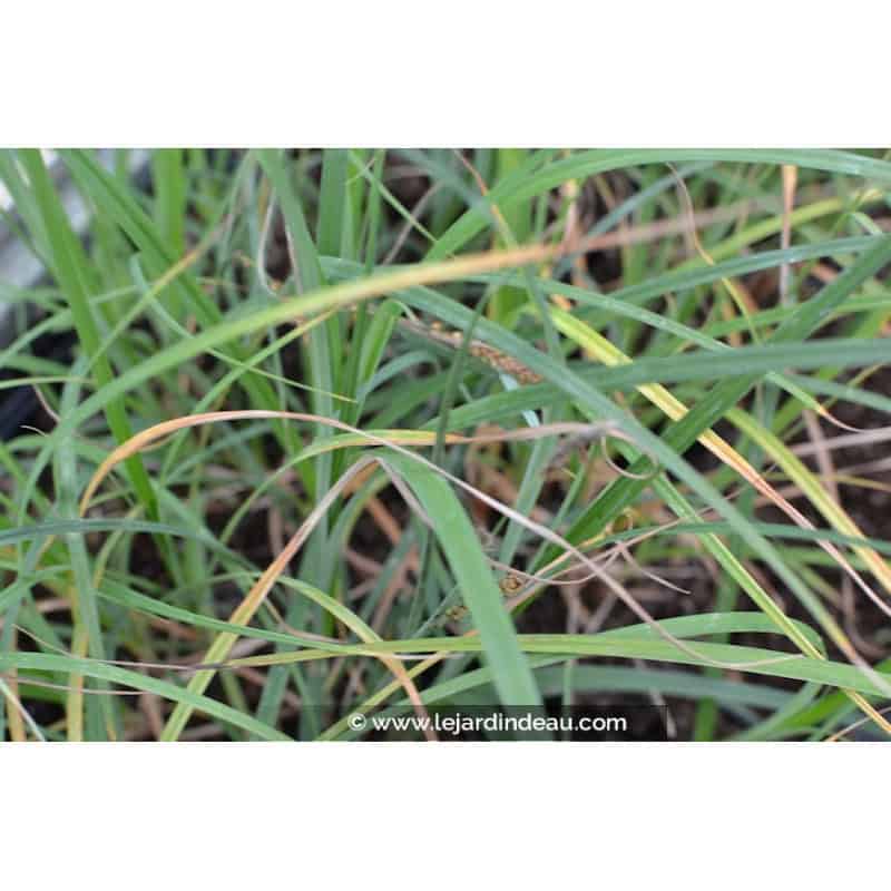 CAREX panicea CAREX panicea
