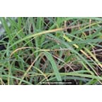 CAREX panicea CAREX panicea