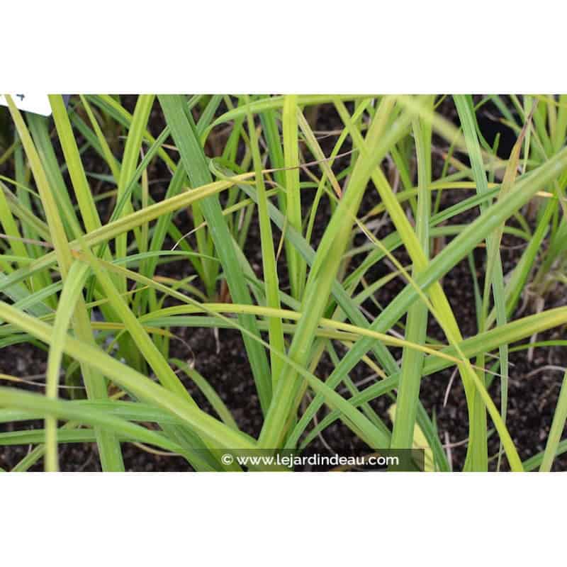 Carex acutiformis Carex acutiformis