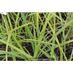 Carex acutiformis Carex acutiformis
