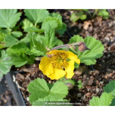 GEUM rivale \'Coppertone\' - Benoîte \'Coppertone\'