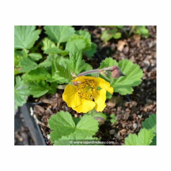 GEUM rivale 'Coppertone'
