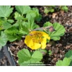 GEUM rivale 'Coppertone' GEUM rivale 'Coppertone'
