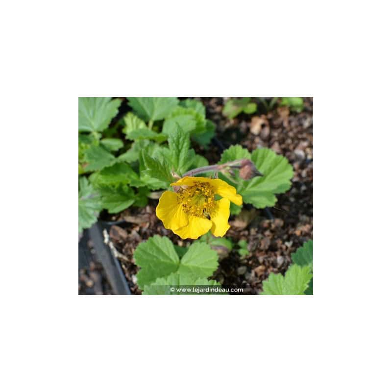 GEUM rivale 'Coppertone' GEUM rivale 'Coppertone'
