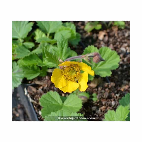 GEUM rivale 'Coppertone'