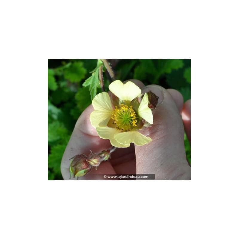 Geum rivale 'Lemon Seedling' Geum rivale 'Lemon Seedling'
