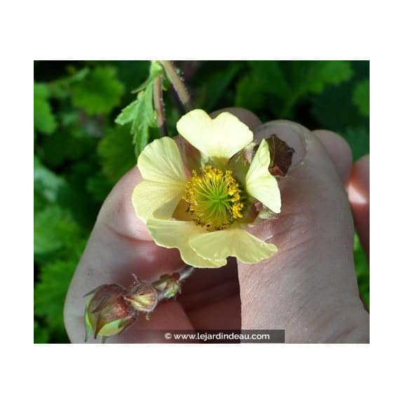 Geum rivale  'Lemon Seedling'