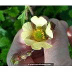 Geum rivale 'Lemon Seedling' Geum rivale 'Lemon Seedling'