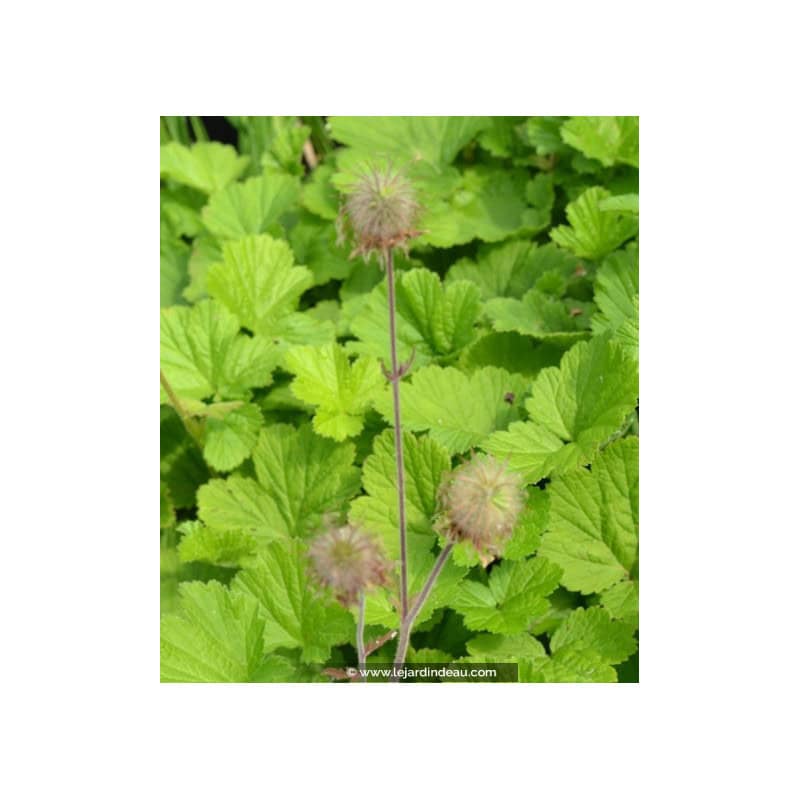 GEUM rivale GEUM rivale