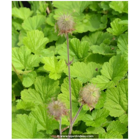 GEUM rivale