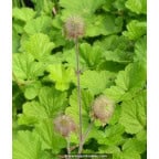 GEUM rivale GEUM rivale