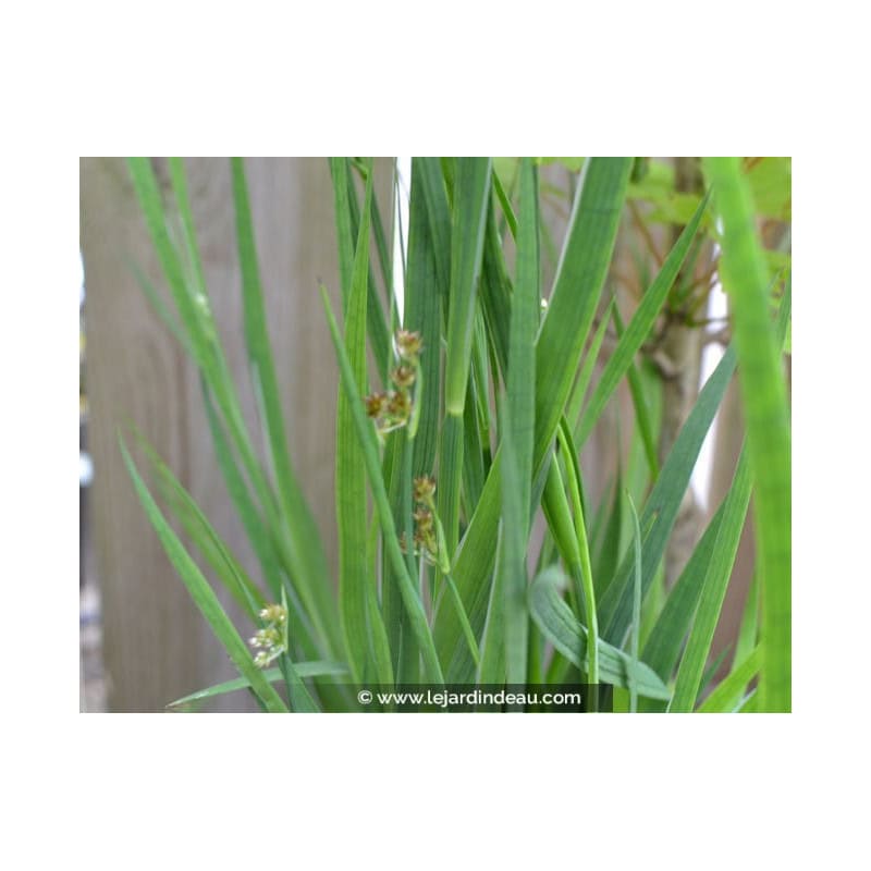 JUNCUS ensifolius JUNCUS ensifolius