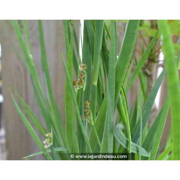 JUNCUS ensifolius
