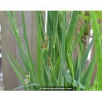 JUNCUS ensifolius JUNCUS ensifolius