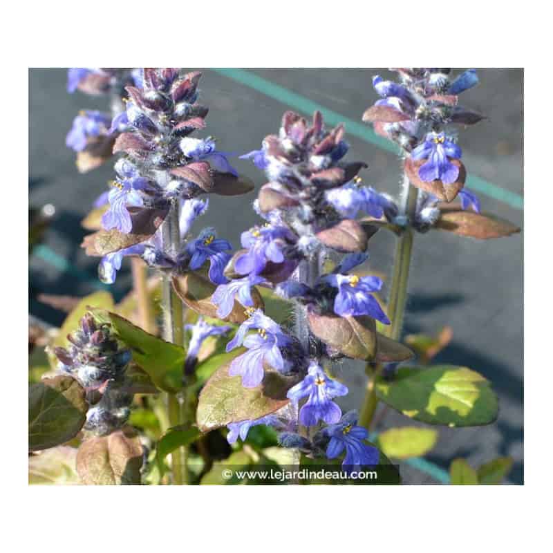 AJUGA reptans 'Atropurpurea' AJUGA reptans 'Atropurpurea'