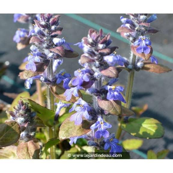 AJUGA reptans  'Atropurpurea'