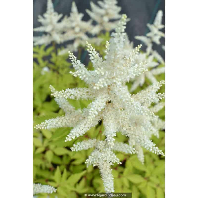 ASTILBE japonica 'Deutschland' ASTILBE japonica 'Deutschland'