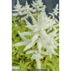 ASTILBE japonica 'Deutschland' ASTILBE japonica 'Deutschland'