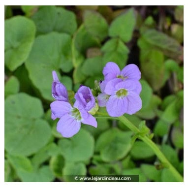 CARDAMINE raphanifolia - Cardamine radis, cardamine à feuilles larges